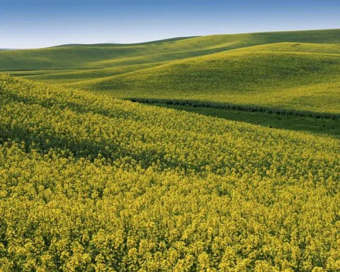 Framed Print : USA, Washington, Whitman County, Fields of Canola