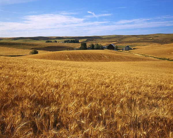 USA, Washington, Whitman County, Wheat fields