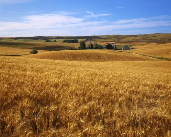 Framed Print : USA, Washington, Whitman County, Wheat fields