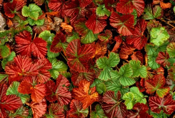 Framed Print : USA, Washington, Wild Strawberries Framed Print : USA, Washington, Wild Strawberries