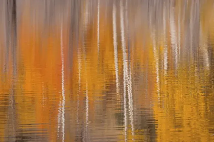 Framed Print : USA, Washington, Winthrop. Autumn reflections on Beaver Pond Framed Print : USA, Washington, Winthrop. Autumn reflections on Beaver Pond