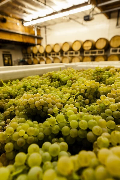 USA, Washington, Woodinville. Bin of chardonnay grapes awaits crush