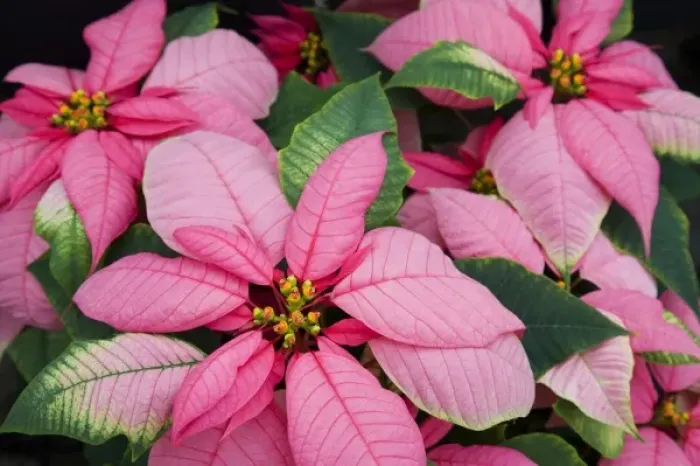 Framed Print : USA, Washington, Woodinville, Molbaks Nursery, Poinsettia Festival