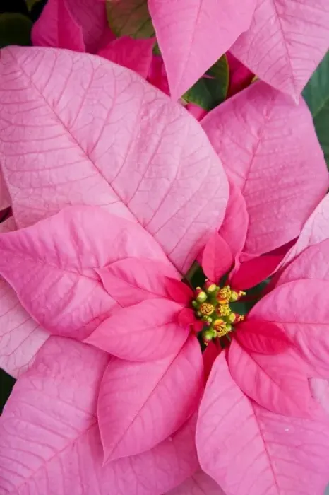 Framed Print : USA, Washington, Woodinville, Molbaks Nursery, Poinsettia Festival Framed Print : USA, Washington, Woodinville, Molbaks Nursery, Poinsettia Festival