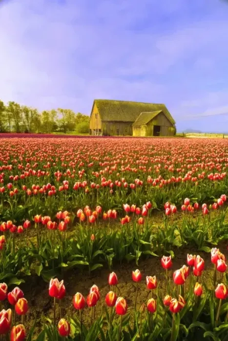 Framed Print : USA, Washington. World famous Skagit Valley tulips in bloom