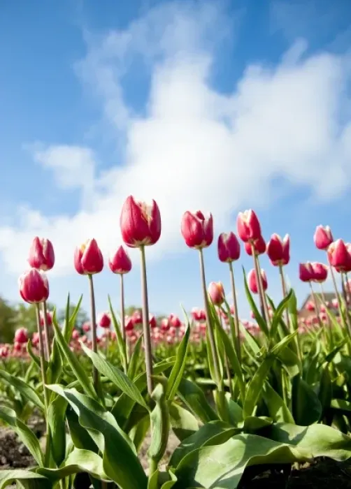 Framed Print : USA, Washington. World famous Skagit Valley tulips in bloom Framed Print : USA, Washington. World famous Skagit Valley tulips in bloom