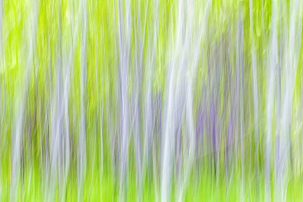 USA, Washington, Yakima River Trail. Abstract of aspen trees