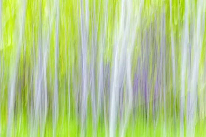 Framed Print : USA, Washington, Yakima River Trail. Abstract of aspen trees