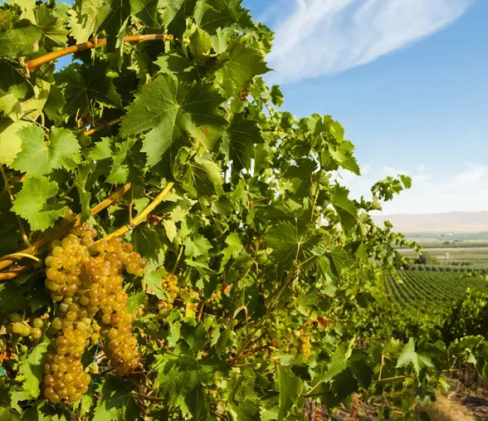 Framed Print : USA, Washington, Yakima Valley. Hahn Hill Vineyard, near Sunnyside is a popular source Framed Print : USA, Washington, Yakima Valley. Hahn Hill Vineyard, near Sunnyside is a popular source