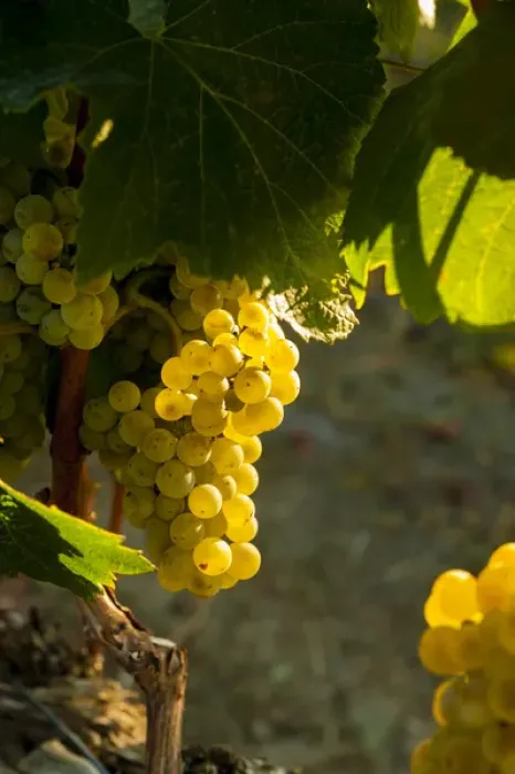 Framed Print : USA, Washington, Yakima Valley. Chardonnay harvest in the French Creek vineyard