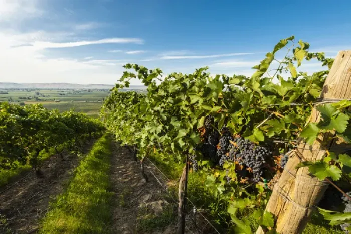 Framed Print : USA, Washington, Yakima Valley. Grenache grapes from Hahn Hill Vineyard, just to Framed Print : USA, Washington, Yakima Valley. Grenache grapes from Hahn Hill Vineyard, just to