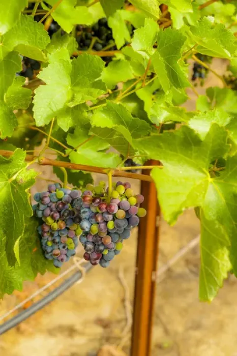 Framed Print : USA, Washington, Yakima Valley. Wine grapes in veraison in Boushey Vineyard