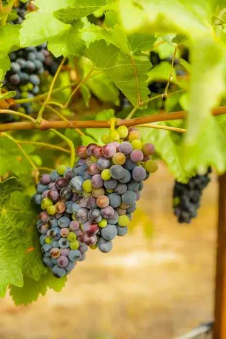 Framed Print : USA, Washington, Yakima Valley. Syrah grapes in Boushey Vineyard