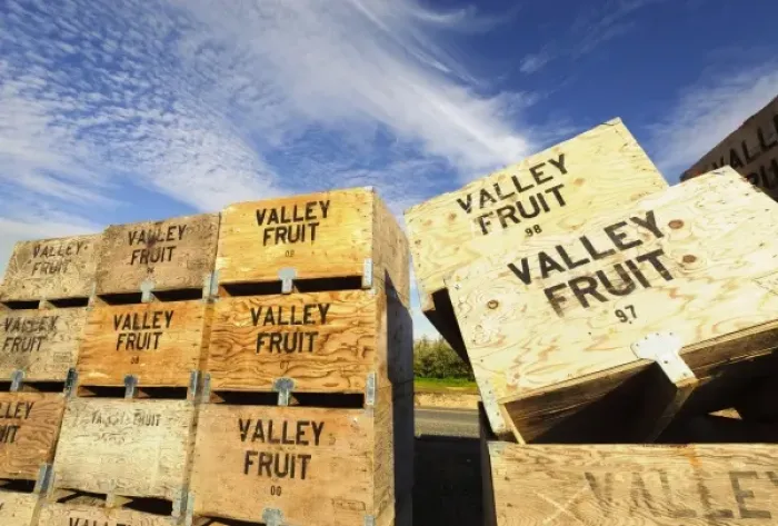 Framed Print : USA, Washington, Yakima Valley. Crates await for the fall fruit harvest Framed Print : USA, Washington, Yakima Valley. Crates await for the fall fruit harvest