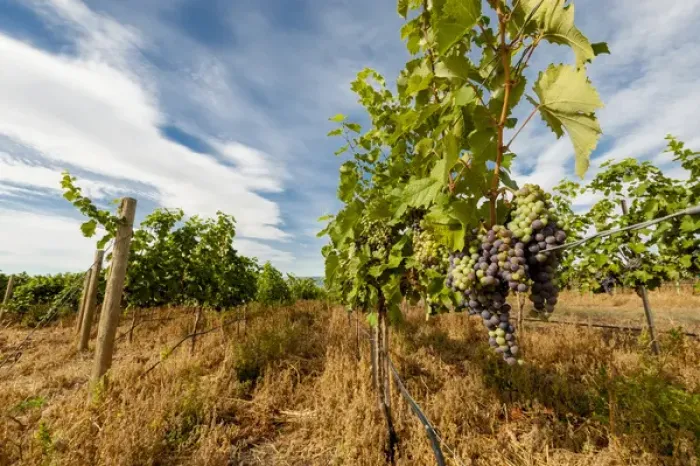Framed Print : USA, Washington, Yakima Valley. Boushey Vineyard Framed Print : USA, Washington, Yakima Valley. Boushey Vineyard