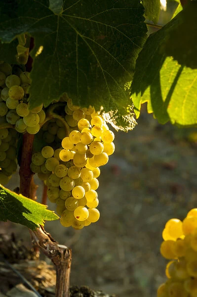 USA, Washington, Yakima Valley. Chardonnay harvest in the French Creek vineyard