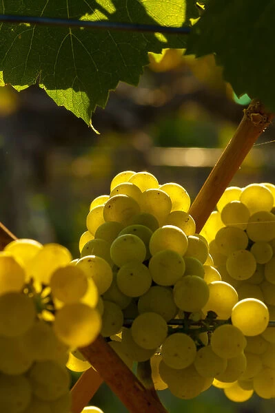 USA, Washington, Yakima Valley. Chardonnay grapes in the French Creek vineyard
