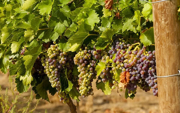 USA, Washington, Yakima Valley. Wine grapes in veraison in Boushey Vineyard