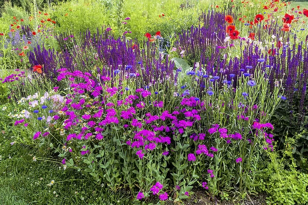 USA, Wayne, Pennsylvania. Summer flowers in Chanticleer Garden