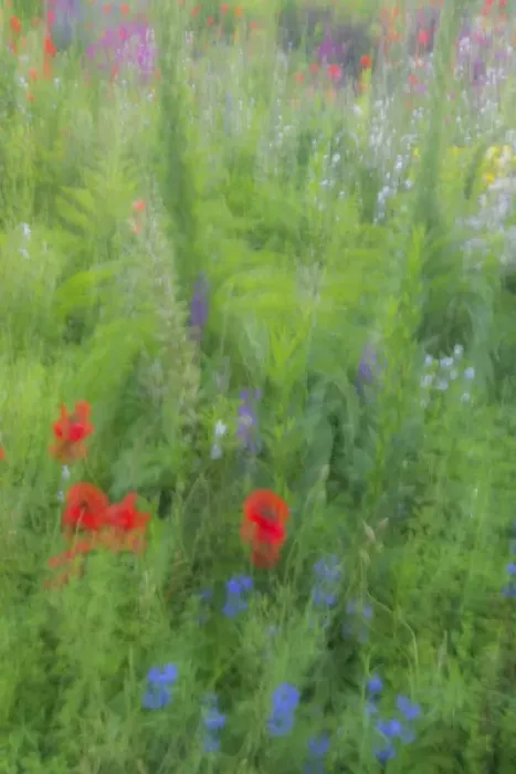 Framed Print : USA, Wayne, Pennsylvania. Summer flowers abstract in Chanticleer Garden. Credit as