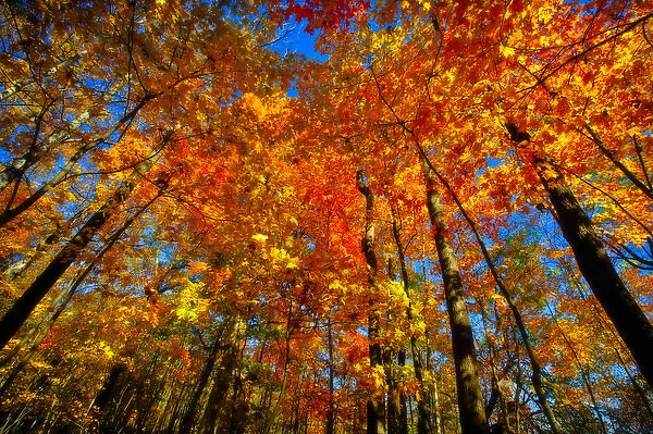 USA, West Lafayette, Indiana. Trees at the Celery Bog in autumn