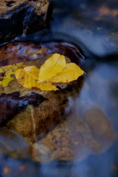 Framed Print : USA, West Virginia, Babcock State Park. Leaves floating on water