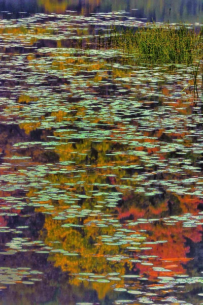 USA, West Virginia, Babcock State Park. Lily pads and autumn reflections. Credit as
