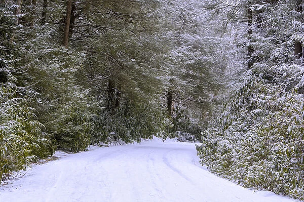 USA, West Virginia, Blackwater Falls State Park. Snow-covered road through forest