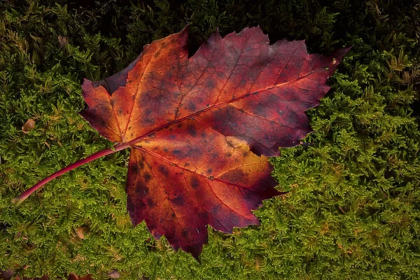 USA, West Virginia, Blackwater Falls State Park. Close-up of maple leaf. Credit as