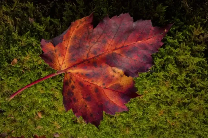 Framed Print : USA, West Virginia, Blackwater Falls State Park. Close-up of maple leaf. Credit as Framed Print : USA, West Virginia, Blackwater Falls State Park. Close-up of maple leaf. Credit as