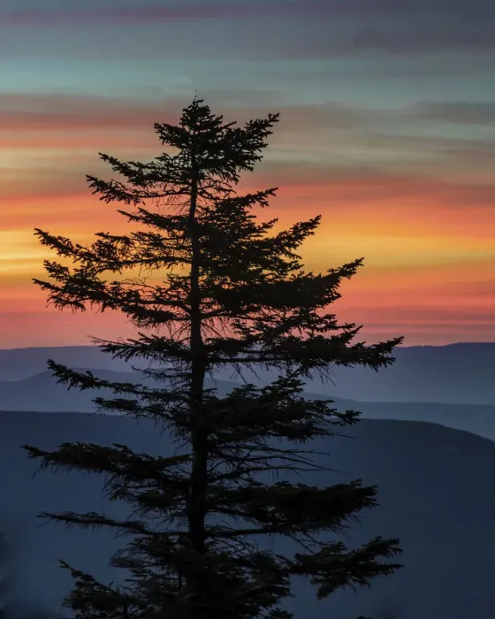 Framed Print : USA, West Virginia, Blackwater Falls State Park. Tree and landscape at sunset. Credit as Framed Print : USA, West Virginia, Blackwater Falls State Park. Tree and landscape at sunset. Credit as