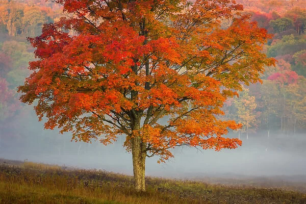 USA, West Virginia, Canaan Valley State Park. Lone tree and forest in fog. Credit as