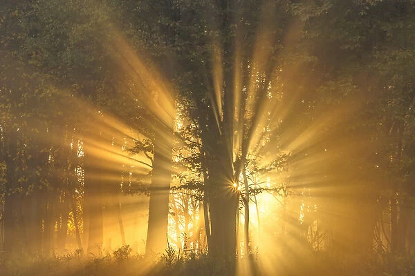 USA, West Virginia, Canaan Valley State Park. Sunburst through tree in forest. Credit as