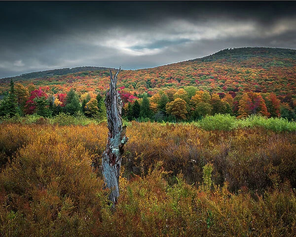 USA, West Virginia, Canaan Valley State Park. Forest and hills in autumn
