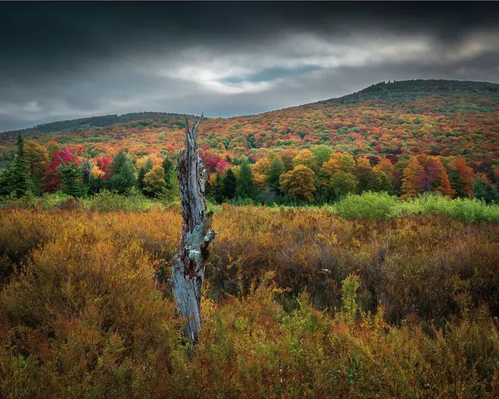 Framed Print : USA, West Virginia, Canaan Valley State Park. Forest and hills in autumn Framed Print : USA, West Virginia, Canaan Valley State Park. Forest and hills in autumn