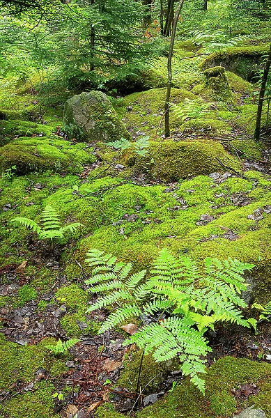 USA, West Virginia, Canaan Valley State Park. Mossy rocks and ferns in forest