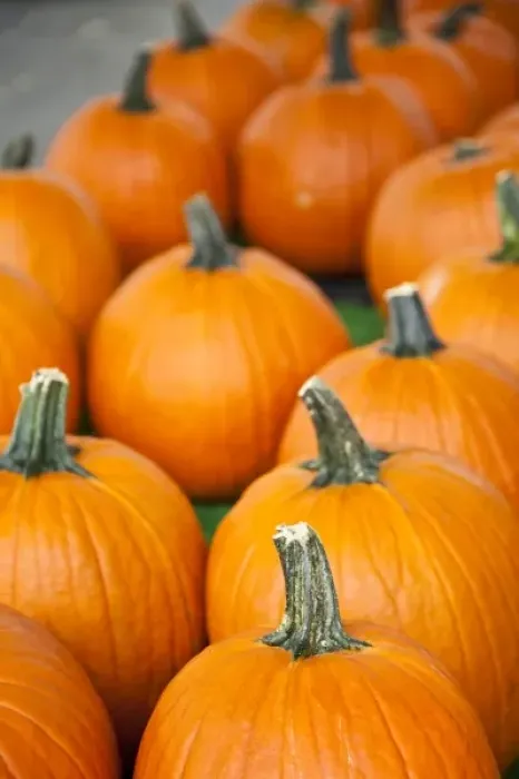Framed Print : USA, West Virginia, Charleston. Capitol Market, pumpkins, autumn