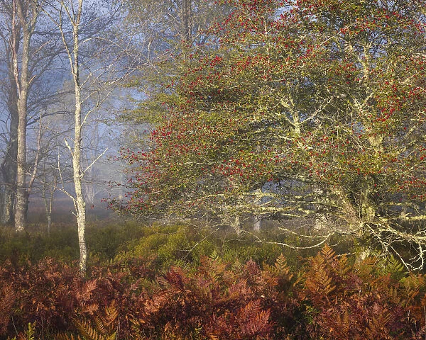USA, West Virginia, Davis. Autumn colors in forest