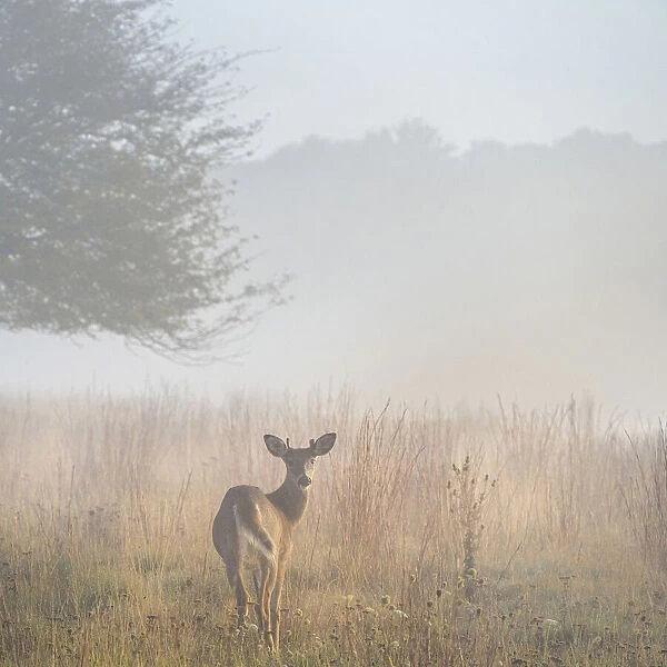 USA, West Virginia, Davis. Deer in foggy field