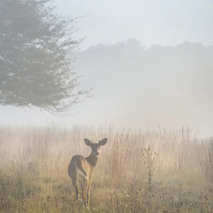 Framed Print : USA, West Virginia, Davis. Deer in foggy field Framed Print : USA, West Virginia, Davis. Deer in foggy field