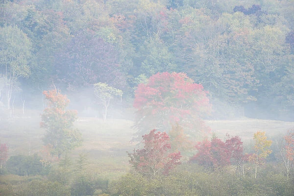 USA, West Virginia, Davis. Foggy forest in fall colors