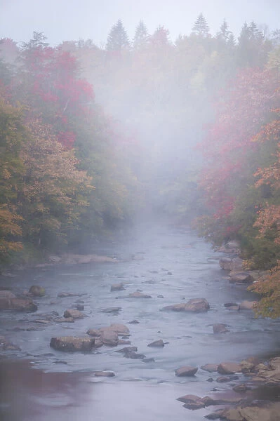 USA, West Virginia, Davis. Foggy stream in Blackwater State Park