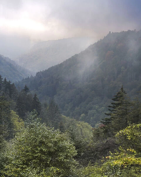 USA, West Virginia, Davis. Forested mountain landscape in fog