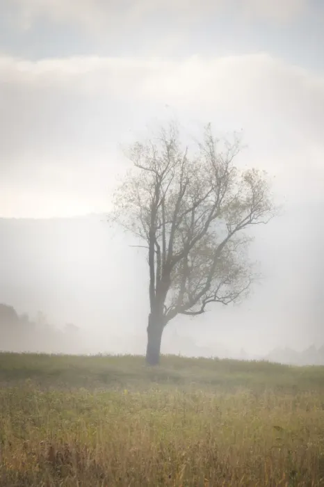 Framed Print : USA, West Virginia, Davis. Lone tree in foggy field