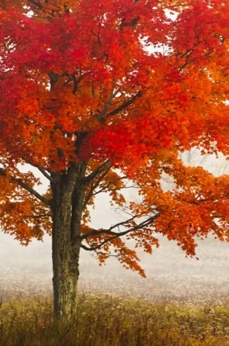 Framed Print : USA, West Virginia, Davis. Red maple in autumn color Framed Print : USA, West Virginia, Davis. Red maple in autumn color