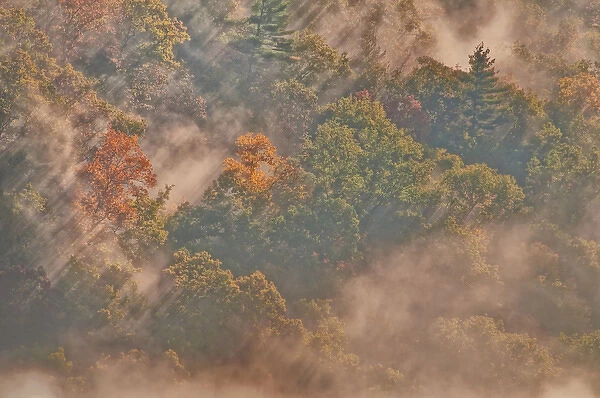 USA, West Virginia, Davis. Sun rays in misty autumn forest