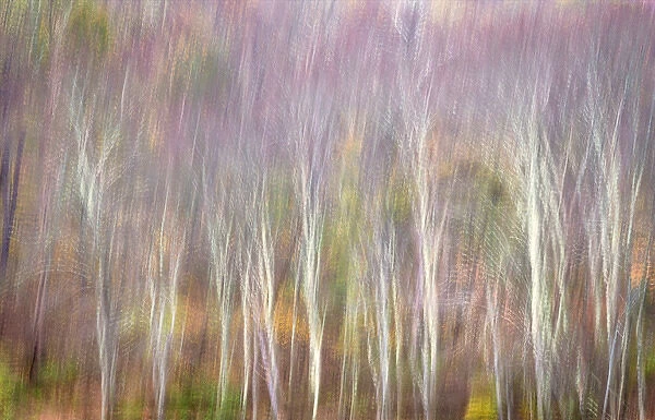 USA, West Virginia, Delaware Watergap Recreational Area. Forest abstract. Credit as
