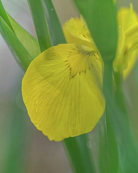 USA, West Virginia, New River Gorge National Park. Close-up of yellow iris flower