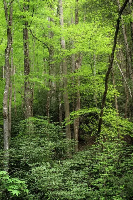 Framed Print : USA, West Virginia, New River Gorge National Park. Forest in spring foliage Framed Print : USA, West Virginia, New River Gorge National Park. Forest in spring foliage