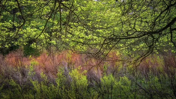 Framed Print : USA, West Virginia, New River Gorge National Park. Forest tree with spring foliage. ©Jay O'Brien / Jaynes Gallery / DanitaDelimont.com Framed Print : USA, West Virginia, New River Gorge National Park. Forest tree with spring foliage. ©Jay O'Brien / Jaynes Gallery / DanitaDelimont.com
